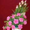 Charming Soft - Click here to View more details about this Product